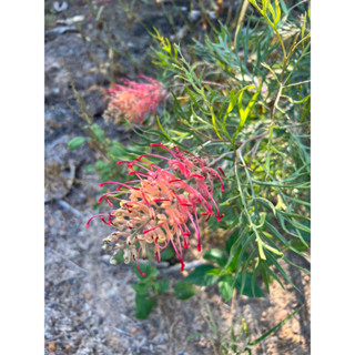 สนเกรวิลเลียสีส้มแคระ​ Grevillea Super B