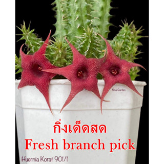 เก๋งจีน Huernia Korat 901/1 *กิ่งเด็ดสด* แคคตัส ไม้อวบน้ำ Cactus and Succulent