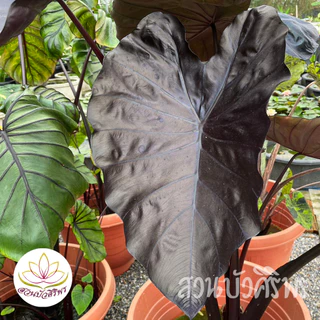 โคโลคาเซีย แบล็คโครอล Colocasia Black Coral