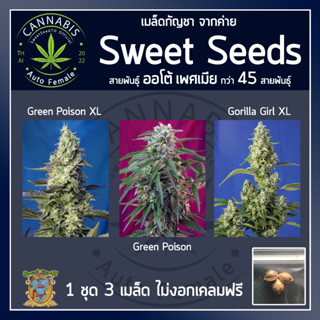 ☘️ [ AUTO คัดเพศเมีย] ชุดละ3เมล็ด เมล็ดกัญชา เมล็ดพันธุ์กัญชา Green Poison, XL,Gorilar Girlบรีดไทย เคลมฟรี กรณีไม่งอก