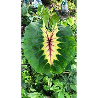 Colocasia light pillar