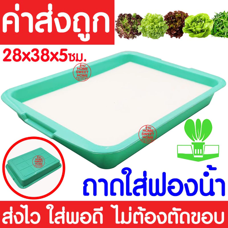 *โค้ดส่งฟรี* ถาดใส่ฟองน้ำเพาะเมล็ด ถาดเพาะเมล็ดไม่มีรู *เขียว* ถาดเพาะกล้า ปลูกผักไฮโดรโปนิกส์ ถาดเพราะ ฟองน้ำ Clearance