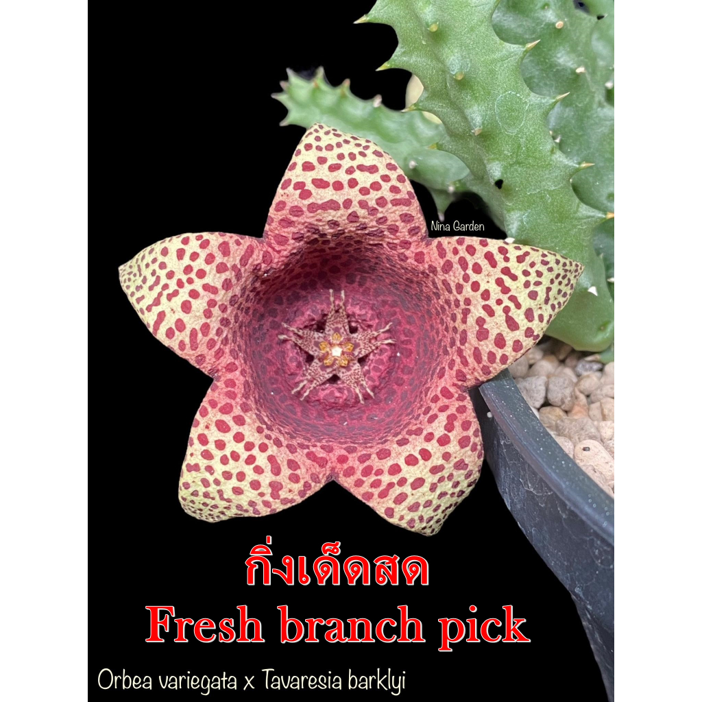 เก๋งจีน Orbea Variegata x Tavaresia barklyi *กิ่งเด็ดสด* แคคตัส ไม้อวบน้ำ Cactus and Succulent