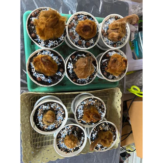 ต้นว่านลูกไก่ทองคำขนาดเล็กพร้อมกระถาง