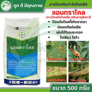 แอนทราโคล ขนาด 500 กรัม ตราไบเออร์ ป้องกันเชื้อรานำ้คาง มีธาตุสังกะสีเป็นส่วนประกอบ ช่วยสร้างเกราะป้องกันให้พืชแข็งแรง