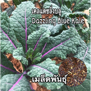 เมล็ดเคลแดซลิ่งบลู - Dazzling Blue Kale 100 เมล็ด