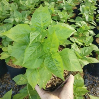 ต้นพริกขี้หนูสวน (ปลอดสารพิษ) ขนาดถุงดำ 6 นิ้ว รากแน่นพร้อมปลูก พริกขี้หนูสวน