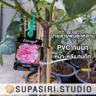 ป้ายชื่อสายพันธุ์กุหลาบ กันน้ำ PVC (ลดล้างสต็อค) หน้า-หลัง Set 2 (50 ชื่อ) สวยงาม