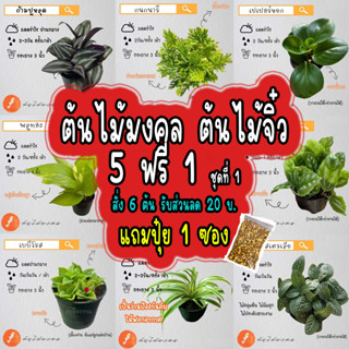 ต้นไม้มงคล ต้นไม้ฟอกอากาศ ราคา 20฿ ทุกต้น รบกวนสั่ง 2 ต้นขึ้นไปนะคะ ( 5 Free 1 กดสั่ง 6 ต้นได้เลย) ชุดที่ 1