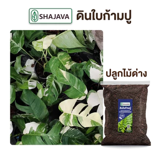 SHAJAVA ดินใบก้ามปู ปริมาณ 1 Kg ดิน ดินพร้อมปลูก ดินก้ามปู