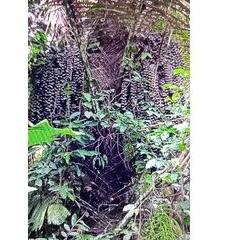 ต้นลูกชิดขนมหวานขาย4ต้น50บาท - รูปที่ 3