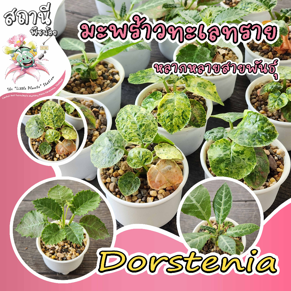 Dorstenia มะพร้าวแคระ/มะพร้าวจิ๋ว/มะพร้าวทะเลทราย/ใบเงิน/ใบกลม/horwoodii กระบองเพชร ไม้อวบน้ำ แคคตัส cactus euphorbia