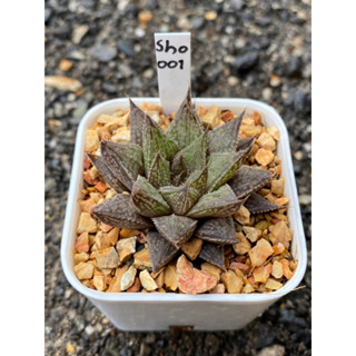 Haworthia Hybird Thailand (ส่งทั้งกระถาง) รหัส001-010