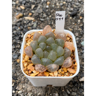 Haworthia Hybird Thailand (ส่งทั้งกระถาง) กระถาง 2 นิ้ว รหัส011-020