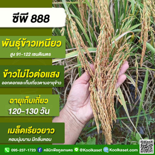 พันธุ์​ข้าวปลูก ข้าวเหนียวหอม ซีพีไรซ์ 888  น้ำหนัก 20 กิโลกรัม ต้นเตี้ย ไม่ล้ม ขัดสีดี เม็ดเรียว หอมนุ่มนาน KR24