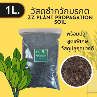 Zamioculcas zamiifolia soil วัสดุเพาะปลูกพร้อมใช้ ดินชำต้นกวัก ใบกวักมรกต (ZZ Plant) เหมาะชำใบตัดสด ชำต้นอ่อนกวัก