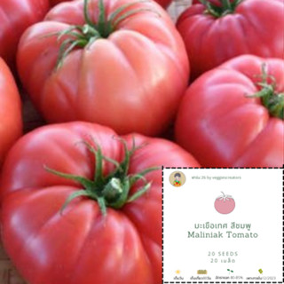 เมล็ดพันธุ์มะเขือเทศสีชมพู Maliniak tomato เมล็ดมะเขือเทศ เมล็ดมะเขือเทศสีชมพู