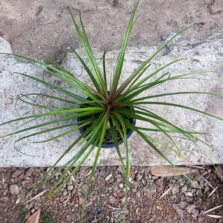 แซ่ม้า แส้หางม้า 🌱 ใบเรียวสวยย หัวโต 8-9 ซม. ส่งพร้อมกระถาง 8 นิ้ว