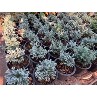 สนหิมะ (himalayan blue)❄ ทรงพุ่มสวย ใบหนาสีฟ้าเป็นเอกลักษณ์