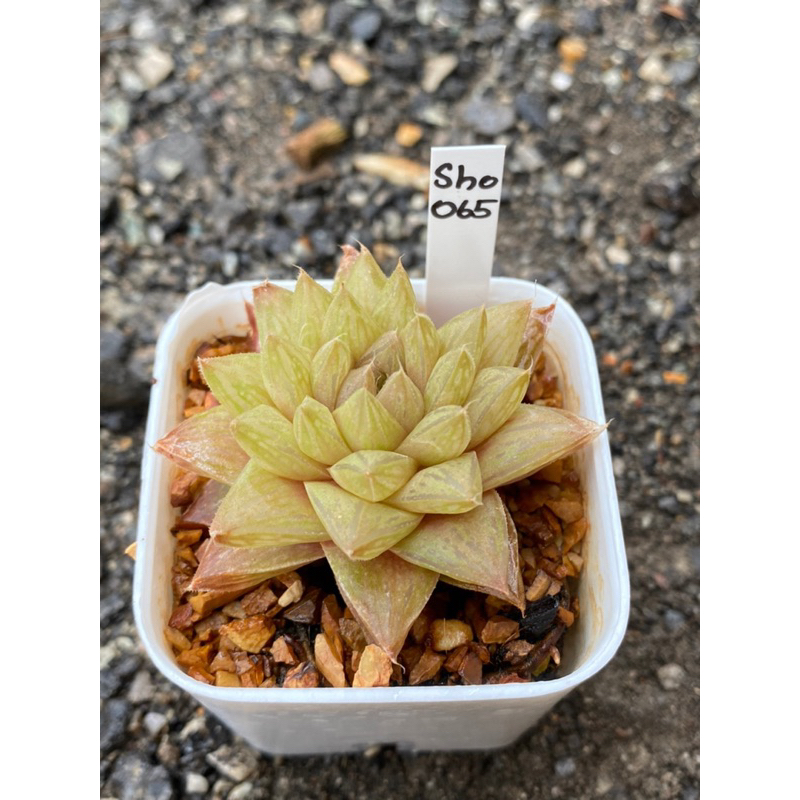 Haworthia Hybird Thailand (ส่งทั้งกระถาง) กระถาง 2 นิ้ว รหัส Sho061-070 - รูปที่ 3