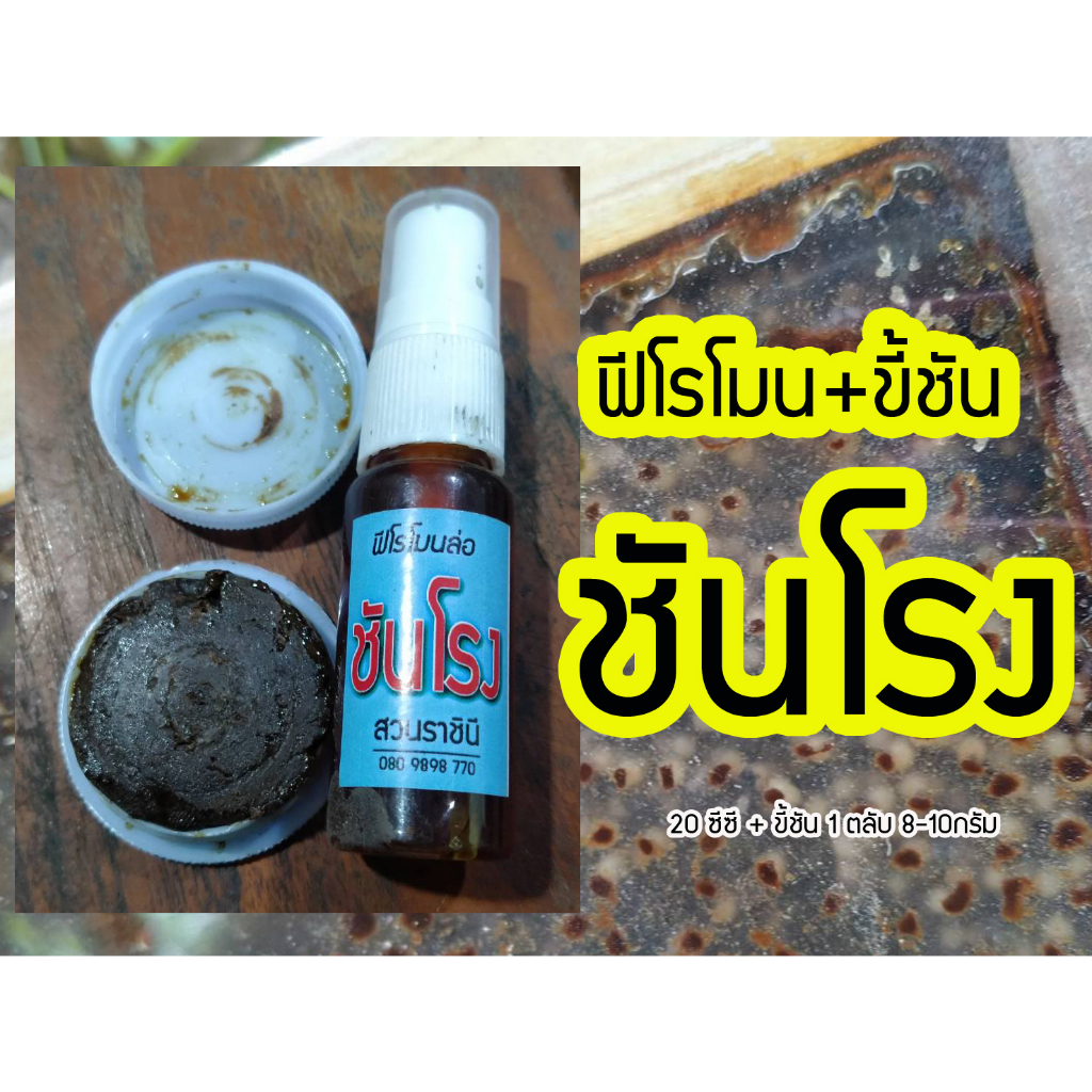 (ชันโรง) ฟีโรโมนล่อชันโรง มัดรวมกับ ขี้ชันโรง หรือขี้ชัน ใช้สำหรับล่อชันโรง ขนาด20ซีซี และ 8-10 กรัม เหมาะแก่การล่อ ราคา ถูกที่สุด ดีลบีเคเค รูปภาพหลัก