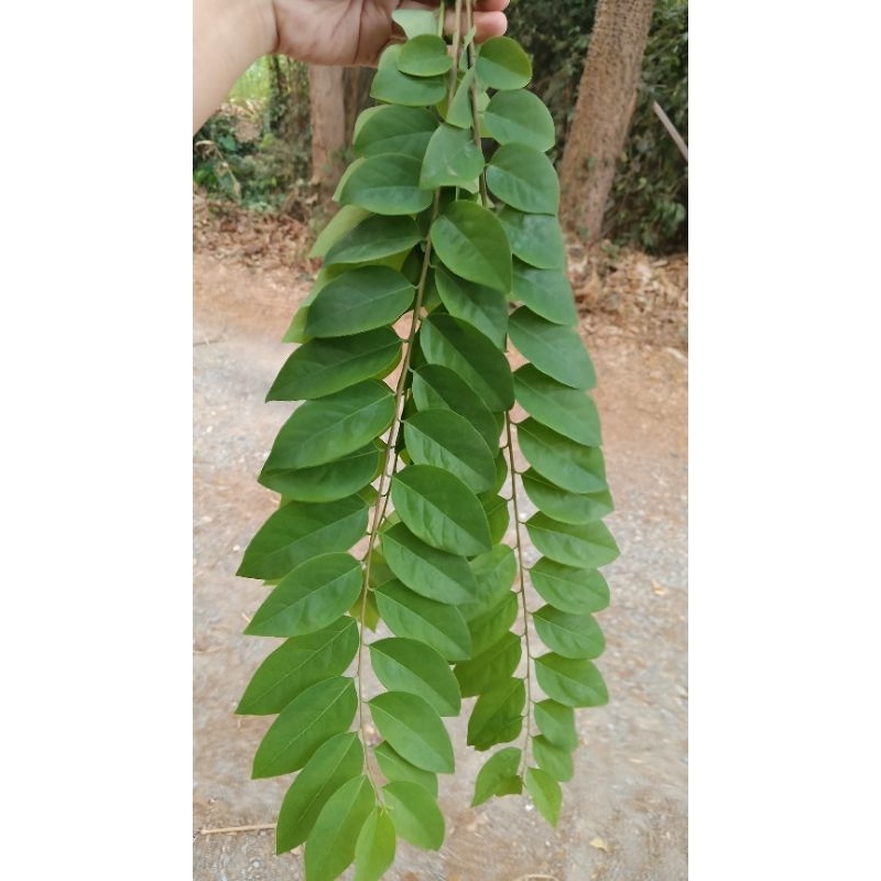 ใบมะยมสด  500 กรัม ต้มลดพิษอีสุกอีใส พิษไข้อื่นๆ หรือ ใช้ประกอบพิธีกรรมทางศาสนา