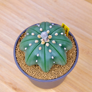 Astrophytum Asterias Star Shape - แอสโตรไฟตัม แอสทีเรียส ปลาดาว