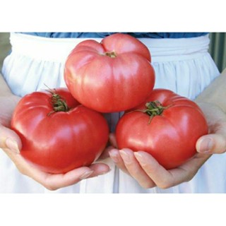 เมล็ดพันธุ์มะเขือเทศเนื้อ เจอแมน พิงค์ (German Pink Tomato Seed) บรรจุ 15 เมล็ด ของแท้ คุณภาพดี ราคาถูก นำเข้าจากต่าง