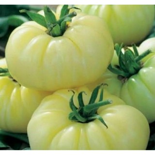 เมล็ดพันธุ์มะเขือเทศเนื้อ ไวท์ วันเดอร์ (White Wonder Tomato Seed) บรรจุ 15 เมล็ด ของแท้ คุณภาพดี ราคาถูก นำเข้าจากต่าง