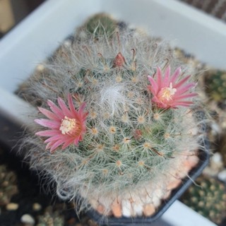 แมมขนแมว Mammillaria bocasana Poselg. ไม้เมล็ด แคคตัส กระบองเพชร สีดอกชมพูเข้ม