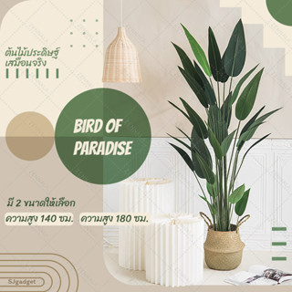 ฟรีตะกร้าสาน 🌟 ต้น Bird of Paradise 140 / 180 cm. พร้อมกระถางดำ ต้นปักษาสวรรค์