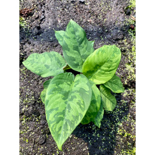 ต้นเสือพรานใบเข้มชัด แข็งแรง ลายสวย  🍃 Aglaonema pictum  bicolor