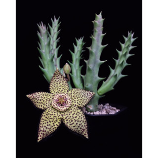 กระบองเพชร เก๋งจีน Orbea speciosa (โคลนยุโรป) ***เด็ดสด1กิ่ง***