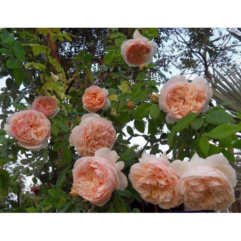 กุหลาบเลื้อย-อีฟลิน..Evelyn..สีส้ม-ชมพู หอมมาก
