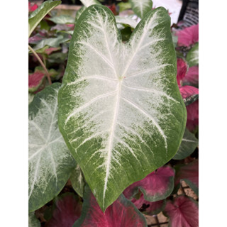 บอนสีพันธุ์แอรอน Caladium Aaron กระถาง6นิ้วกอใหญ่