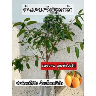 ต้นมะยงชิดพันธุ์ทูลเกล้า รสหวานลูกใหญ่เท่าไข่ไก่ สูง90-100ซม.