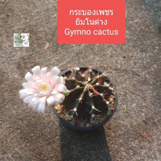 ต้นกระบองเพชรด่าง ยิมโนด่าง แคคตัสด่าง Gymno cactus  ลำต้นเขียวเข้มสลับด่างแดงเหลืองส้ม ดอกสีชมพูอ่อน ทนแล้ง ฟอกอากาศได้