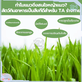 ข้าวสาลีแมว หญ้าแมว ชุดปลูกข้าวสาลี 40กรัม เสริมสร้างภูมิคุ้มกัน ลดกลิ่นมูลสัตว์เลี้ยง