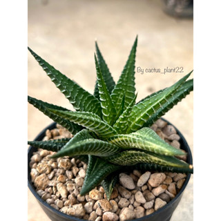 Haworthia attenuata hyb. variegated ฮาโวเทียด่าง