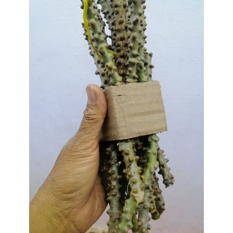 บรเพชรย่านม​ ตัดสดตามออเดอร์​ ยาว10ชม​ประมาน15ท่อนหรือ300กรัมราคา58บาท