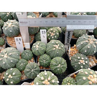 🌵💥ไม้พอทแอสโตร 💥🌵 Astrophytum pot  ไม้เมล็ด ขนาดต้น 1-4 ซม. ต้นกระบองเพชร ต้นแคคตัส (แคคตัส กระบองเพชร)