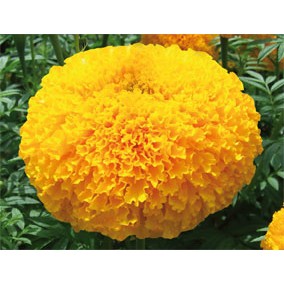 เมล็ด ดาวเรืองสีส้ม Orange Marigold 40-50เมล็ด ซองละ 29 บาท