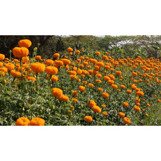 เมล็ด ดาวเรืองสีส้ม Orange Marigold 40-50เมล็ด ซองละ 29 บาท  ปลูกได้ตลอดปีทุกสภาพอากาศ