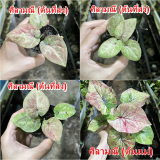 ศิลามณีบอนสี ศิลามณี ไม้ผ่าหัว บอนสีตัวเทพ บอนสีราคาส่ง caladium บอนสีไทย