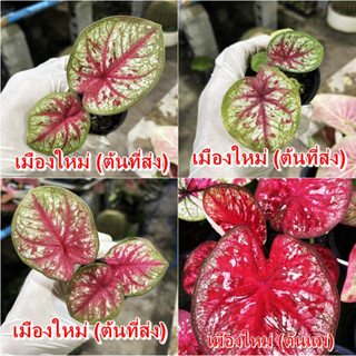 เมืองใหม่บอนสี ใบกลมสวย สีแดงสด ไม้ผ่าหัว บอนสีตัวเทพ บอนสีราคาส่ง caladium บอนสีไทย