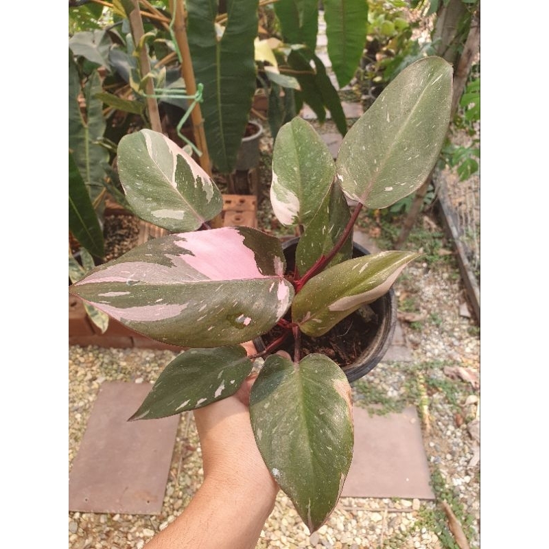 💗 philodendron pink princess marble 💗