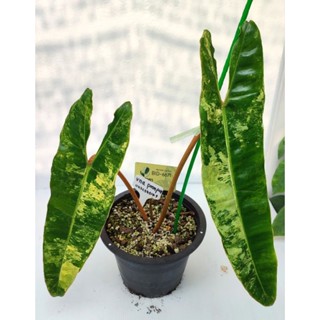 ก้านส้มด่าง ก้านส้มด่าง ไม้ยอด Philodendron bilitea variegated