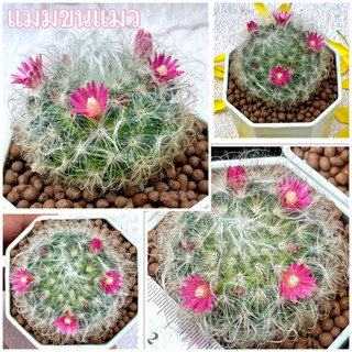 แมมขนแมว Mammillaria Bocasana แคคตัส กระบองเพชร cactus&amp;succulent