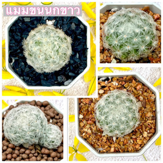 แมมขนนกขาวดอกสีชมพู Mammillaria plumosa กระบองเพชร ไม้อวบน้ำ succulent แคคตัส cactus