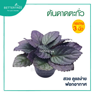ต้นดาดตะกั่ว กระถาง 3 นิ้ว Hemigraphis alternata (Burm.f.) T.Anderson  ต้นไม้ ต้นไม้เล็ก